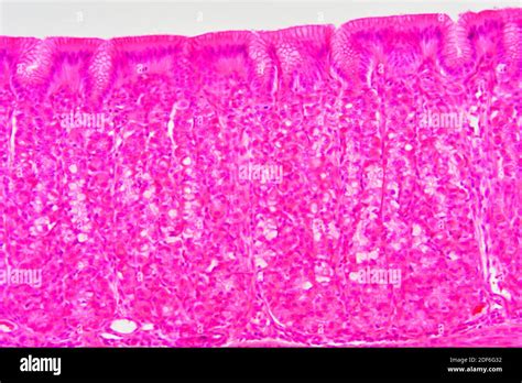 Stomach Layers Histology