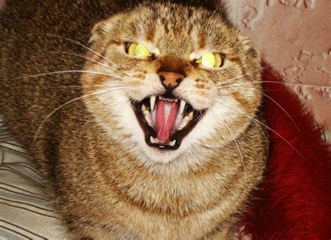 secret life  pets evil cat  natasha barr blog