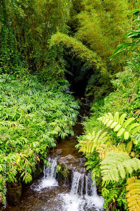 Small Creek With Cascade Or Waterfall In Evergreen Lush Vegetation Of