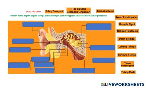 7195501 Formatif Bagian Bagian Telinga Dan Fungsinya