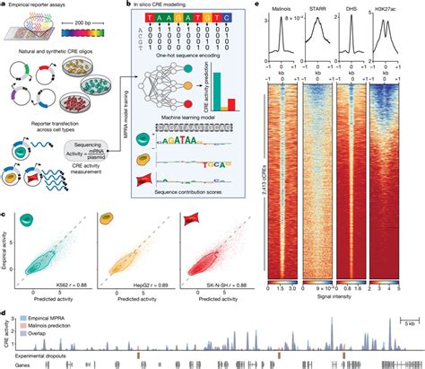 Nature：利用人工智能设计的dna开关开启或关闭基因，从而实现精确的基因表达控制 生物研究专区 生物谷