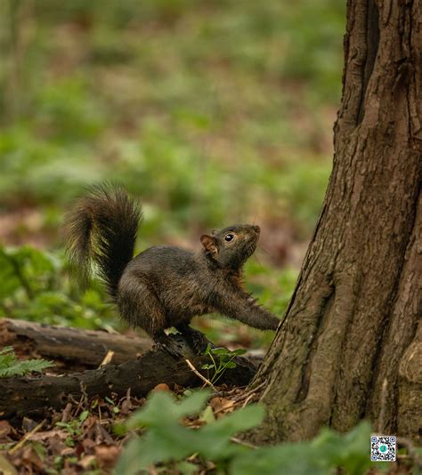 The Surprising World of Black Squirrels: Fun Facts to Know