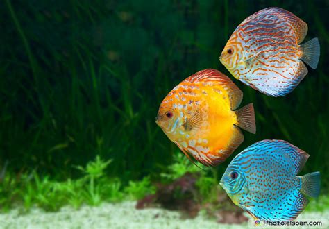 🔥 [72+] Discus Fish Wallpapers | WallpaperSafari