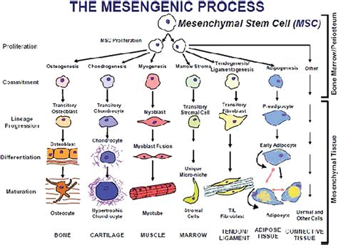 Figure 1 from Mesenchymal Stem Cells: Time to Change the Name ...