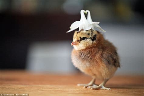 Chicks With Hats! | BackYard Chickens - Learn How to Raise Chickens