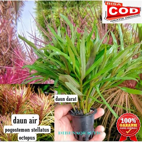 Jual Tanaman Aquascape Pakis Air Water Sprite Media Pot Low Co2