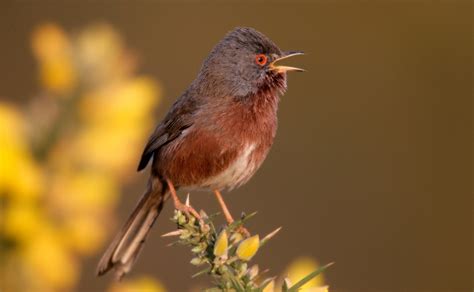 Dartford Warbler Life Cycle Nest Building To Fledging And Everything In Between Binocular Base