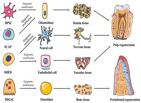 Epigenetic Regulation Of Dental Derived Stem Cells And Their