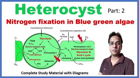 Heterocyst Nitrogen Fixation Blue Green Algae Cyanobacteria Youtube