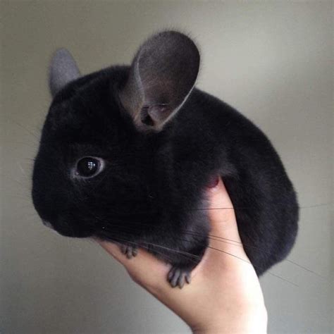 Chinchilla Ball