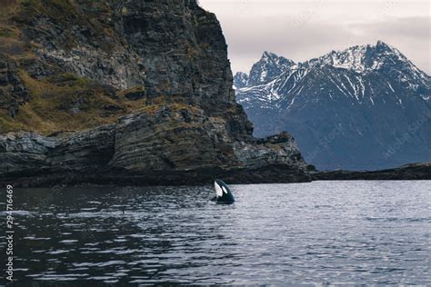 Breaching orca Stock Photo | Adobe Stock