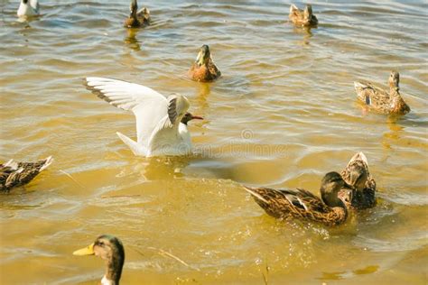 Los Patos Nadan En El Lago Una Bandada De Patos En El Agua Imagen De