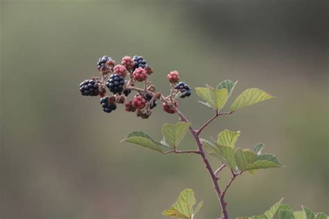 Zarzamora Rubus Ulmifolius Inaturalist Mexico