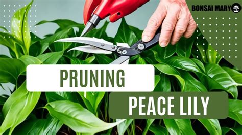 Peace Lily Pruning Guide - Easy Trim Tips