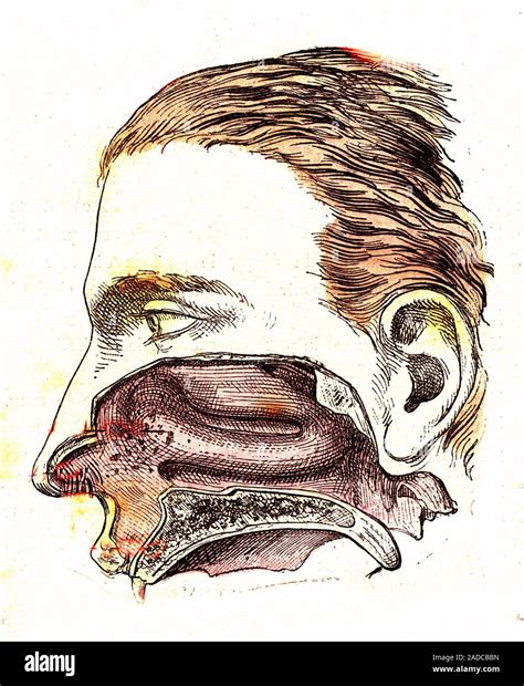 Les Droits De Lanatomie De La Bouche 1881 Illustration En Coupe