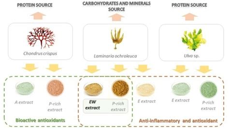 Hydrobiology Free Full Text Antioxidant And Anti Inflammatory