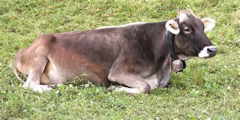 5 Brown Cow Breeds with Pictures | Farming Base