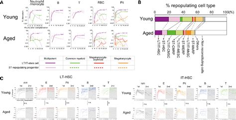 Pdf Large Scale Clonal Analysis Resolves Aging Of The Mouse