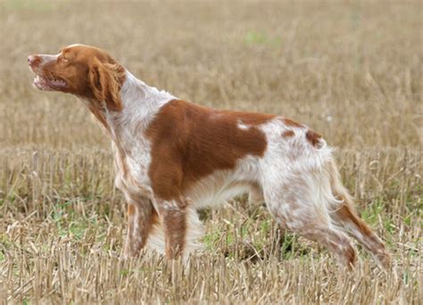 Brittany Spaniel Dog Breeds Facts Advice And Pictures Mypetzilla Uk