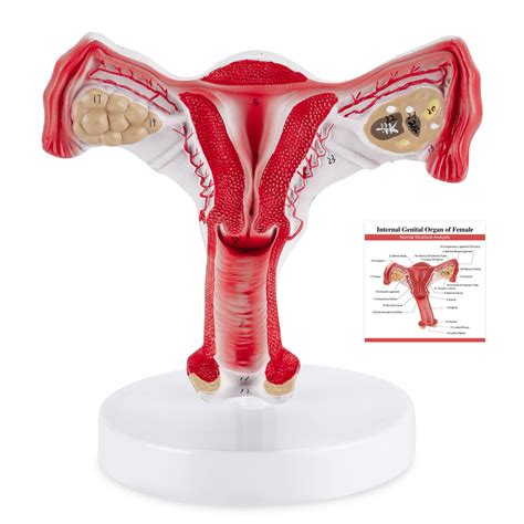 Buy Winyousk Life Size Uterus And Ovary Model Anatomical Model Of