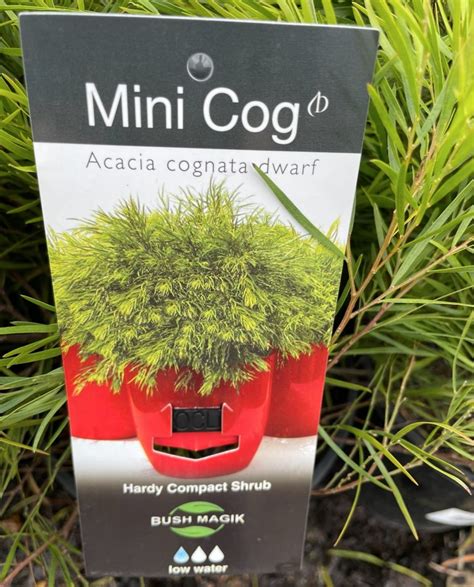 Acacia Mini Cog Plants For Spaces