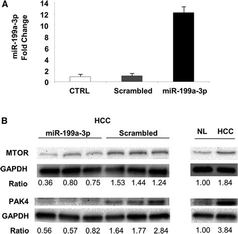 Mir 199a 3p Modulates Mtor And Pak4 Pathways And Inhibits Tumor Growth