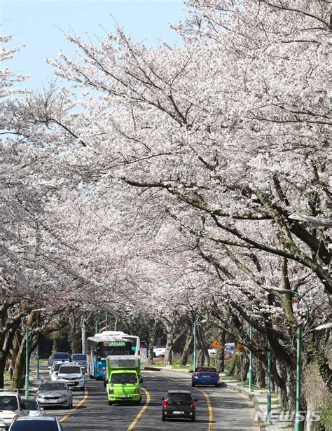 サクラが満開の済州 Chosun online 朝鮮日報