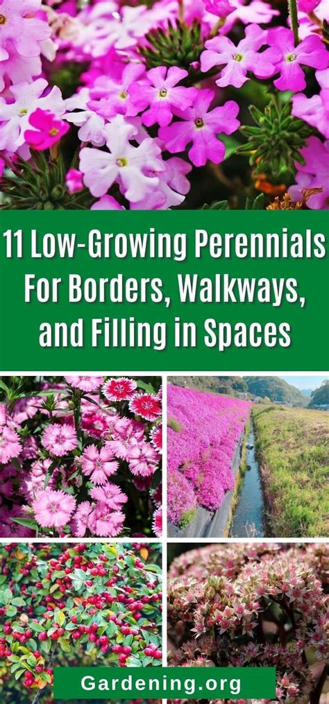 Pick Any Of These Low Growing Perennials To Fill In Empty Spaces Or