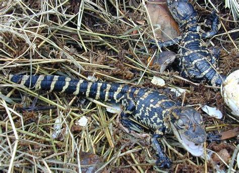 Gatorland Opens Brand New Baby Gator Marsh Animal Exhibit #OffTMSM