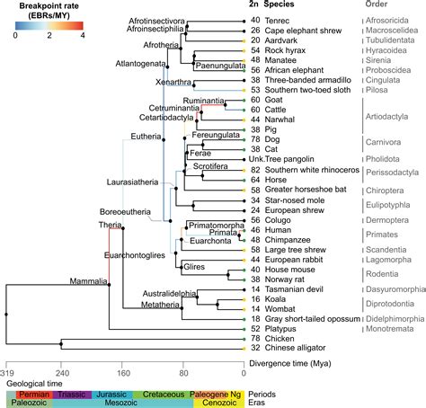 Evolution Of The Ancestral Mammalian Karyotype And Syntenic Regions Pnas