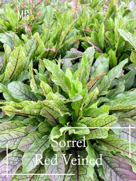 Red Veined Sorrel Seeds 200 Seed Pot Friendly Tanam Pasu Healthy