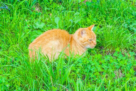 Fotos Gratis Naturaleza Césped Prado Pradera Flor Mascota Gato