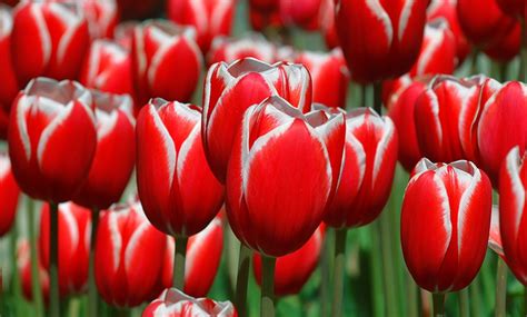 Holland's Special Tulip Bulbs | Groupon Goods