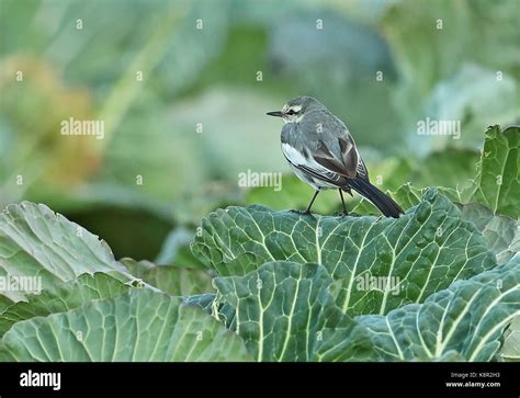 White Wagtail Motacilla Alba First Winter Standing On Cabbage Crop