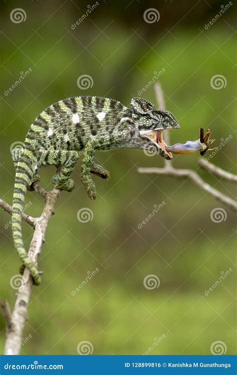indian chameleon bite stock photo image  elephant