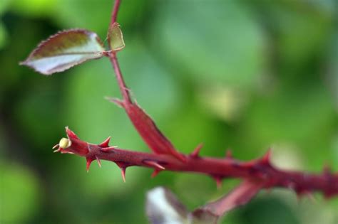 Premium Photo Close Up Of Red Maple Leaf On Tree