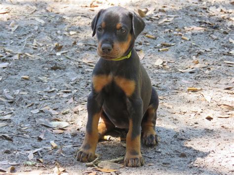 Happy Sold Akc Doberman Puppies For Salehawthorne Fl