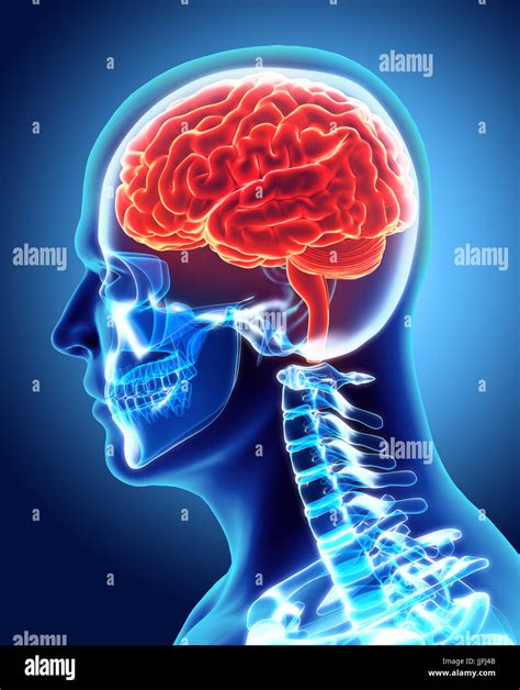 Anatomie Humaine D Banque D Image Et Photos Page Alamy