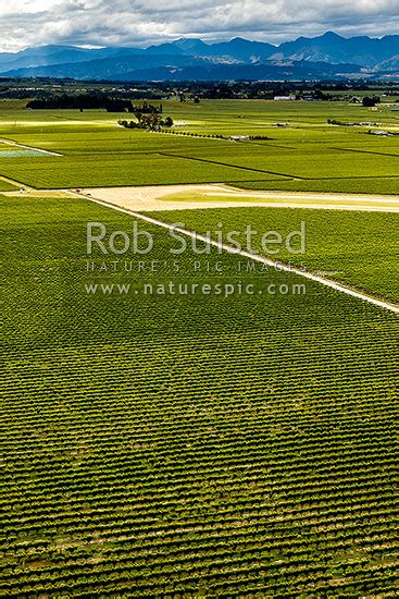 Vineyards In Breaking Weather In The Wairau Valley Near Omaka Renwick