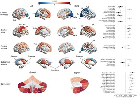 Brain Maps Of Associations Between Wellbeing‐index And Cortical