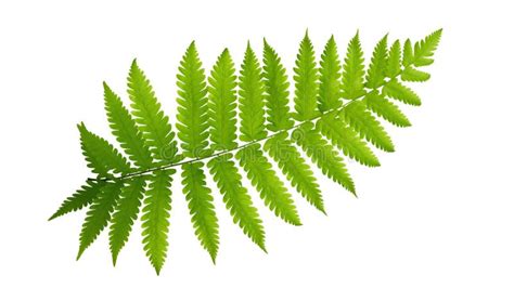 Fern Leaves Isolated Stock Image Image Of Plant Green