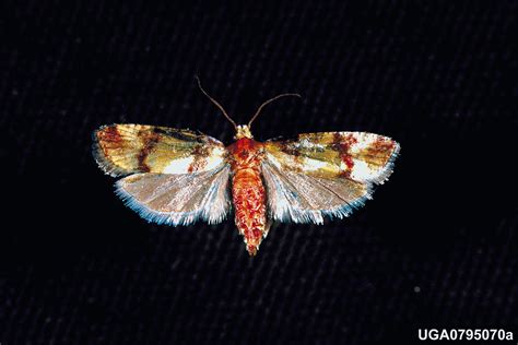 Subtropical Pine Tip Moth Rhyacionia Subtropica