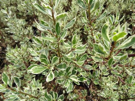 Rhamnus Alaternus Argenteovariegata Une Plante Remarquable Pour