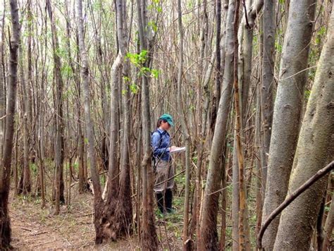 Plantean Pautas Para La Conservación Y Restauración De Bosques