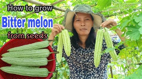 How To Grow Bitter Melon From Seeds Till Harvest Growing Bitter Lemon