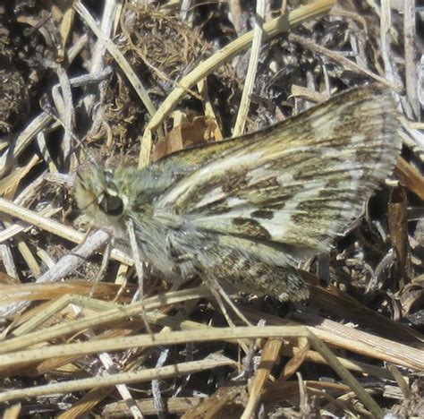 Subespecies Polites Sabuleti Tecumseh Inaturalist Mexico