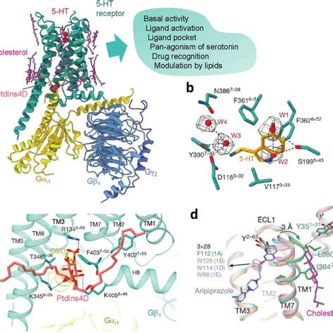 Structural analysis of 5-HT1 receptor activation and modulation by ...