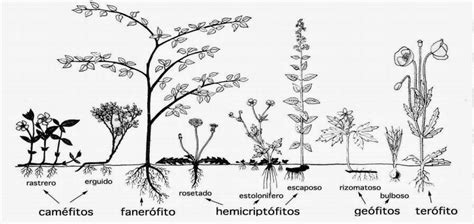 Formas Biol Gicas Diccionario Tu Jard N Desde Cero