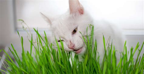 Pourquoi Les Chats Mangent Ils De Lherbe