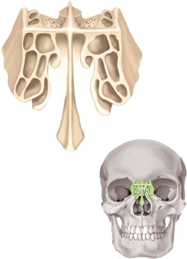 Ethmoid bone Diagram | Quizlet